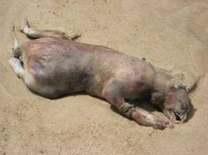 Montauk Monster summer 2008